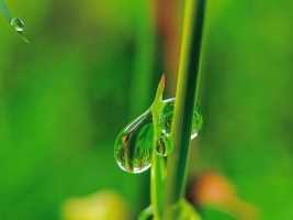 雨后的植物如诗如画，水珠挂在嫩绿的叶片和娇艳的花瓣上，形成一道道明亮的雨后风景线，让人沉醉其中。