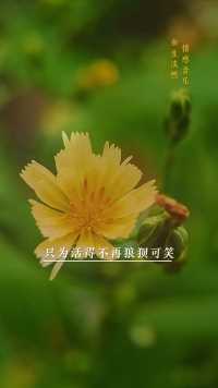 翅果菊的花儿很平凡，很普通，颜色单一。它静静的，羞答答的，在某个角落悄悄地绽放的，拥抱着属于她的春天，孤芳自赏。然而她的花儿散发着青春的香气，乘着风儿飘溢四方。蝶儿，蜂儿闻香纷至沓来，争先恐后的依偎在她的身旁，亲吻着她的脸庞，抚摸着她的秀发，在她耳畔呢喃。