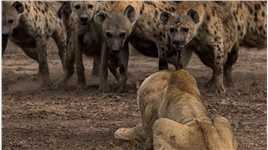 实拍狮子单挑鬣狗群，最嚣张名场面王之蔑视，鬣狗完全不敢进攻