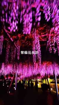 紫藤花开了，夜景灯光照射，太美了！