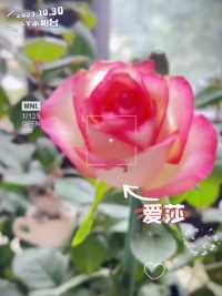 #LY小阳台 喜欢现在微冷的天气，花儿都开得很好🥰元气满满的一天…🌞——《给生活加点花🌸》