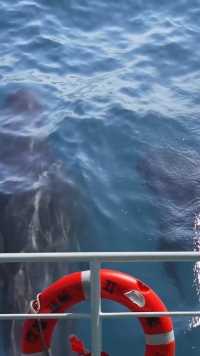 很多人没见过鲸鱼是怎样呼吸的吧？必须要游到水面上来，保护环境，爱护大自然，我们人人有责。#海洋