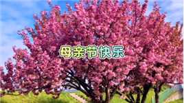 ㊗️天下所有母亲节日快乐！🌸鲜花送给最美的母亲们🌹🌹🌹#北海道 #札幌 #樱花 #郁金香 #丁香
