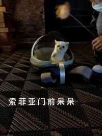 哈尔滨的朋友们疫情期间，减少外出，做好自我防护哦#疫情 #哈尔滨 #加菲猫#宠物