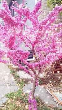 风吹紫荆树，色与春庭暮