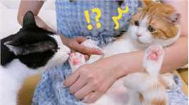 给猫洗脚后，奶牛猫被迷得神魂颠倒，橘猫：你不要过来啊！？