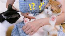 给猫洗脚后，奶牛猫被迷得神魂颠倒，橘猫：你不要过来啊！？