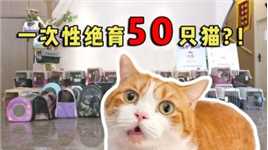 一次性绝育50只猫？！三花村史上最多绝育纪录！