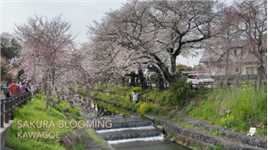 🌸今年第一场樱花  日本川越冰川神社