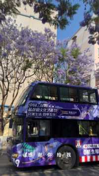 中国昆明蓝花楹文化艺术节开幕了