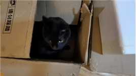 黑猫吉吉的快乐大本营其实就是一只破烂的纸箱箱，满满的舒适感！