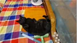 早睡早起身体好，但是可爱的胖猫吉吉这是不是睡得有点太早了呢！