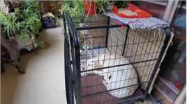 一场病让狗狗皮蛋更加依赖这个笼子了，可能呆在里面更有安全感吧！