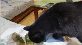 看一看再听一听，您就知道我们家的黑猫吉吉有多么的爱吃猫娃草！