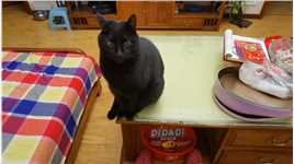 晚饭后找针线盒缝扣子，可爱的胖猫吉吉安静坐对面满满的好奇感！