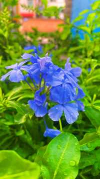 我的花草之：蓝雪花。夏日花园最美的一抹幽幽的蓝，静静的蓝。蓬勃旺盛，好看好养。#爱生活爱养花 #花开忘忧