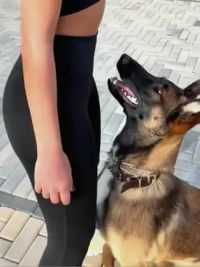 #马犬 #训狗 #日常遛狗 #遛狗 #美女 美女与狗的日常生活与训练。