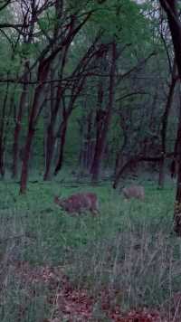 天黑了才从树林中往回走，朦胧中看到两只小鹿