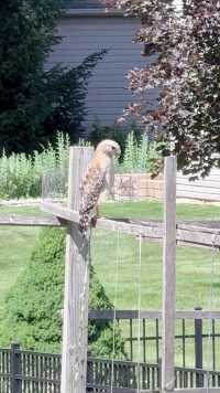 我家巴掌大的菜园雇了一个鹰保安