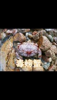 小心区分螃蟹🦀千万别中了它的毒，中国最“毒”螃蟹，毒性能致死近5万只老鼠！它就是绣花脊熟若蟹别名叫“绣花蟹”😱😱