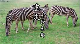 不用飞十几个小时去非洲，重庆就有自己的狂野动物园#重庆周边游 #重庆乐和乐都动物主题乐园 #大熊猫#重庆