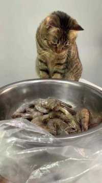 #家有小馋猫 #吃货猫 #铲屎官的乐趣