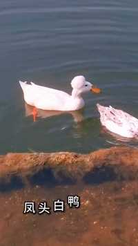 玄武湖的爆炸头网红鸭，这个品种据说当时就是明皇室的宠物，名字叫凤头白鸭
