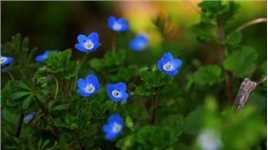蓝宝石一样的野花——阿拉伯婆婆纳