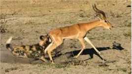 记仇的鬣狗，想用套路捕食羚羊却差点没命，怒拉同伴活吃羚羊