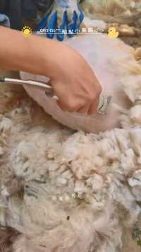 菊缘居～～百变小能手之剪羊毛。
     给广东绵羊＂羊三佰＂脱毛衣了
