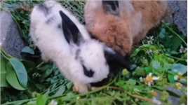 可可爱爱的菊缘兔兔~~#小兔兔🐰 #我家萌宠  #乡村田园生活 #我的农场生活
