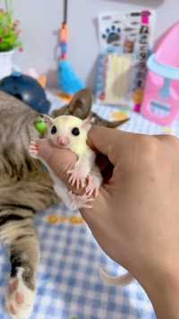 初生幼蜜不怕猫#蜜袋鼯 #神奇动物在哪里 #萌宠出道计划