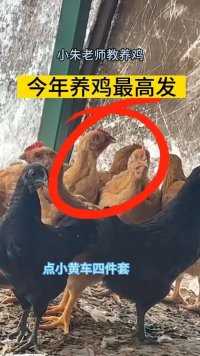 呼吸道四件套，轻松搞定！#农村散养土鸡 #生态散养土鸡 #小朱老师教养鸡