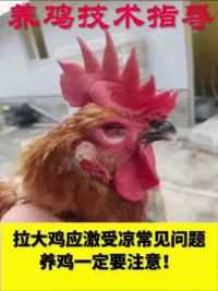 拉大鸡的老板最怕这种鸡，私信留言，我给您出解决方案！#农村散养土鸡 #小朱老师教养鸡