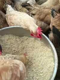 为什么鸡场总要养几只大鹅？#农村散养土鸡 #小朱老师教养鸡