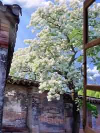 流苏 国家二级保护树种，每年四月开花，因为花白像雪，故又称四月雪.