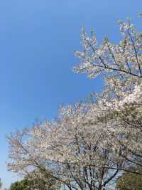 家门口附近的白樱花，在蓝天的衬托下美美滴！