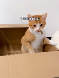 沉浸式收纳猫粮配餐#喂猫日记 #配粮 #养猫人 #猫咪