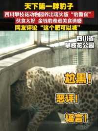 天下第一胖豹子，四川攀枝花动物园养出现实版“豹警官”，伙食太好，金钱豹难逃美食诱惑，网友评论“这个肥可以减”