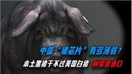 外国一头种猪3万块钱，中国每年至少进口两万头，本土种猪不行么？