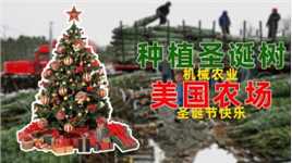 美国是怎样种植圣诞树的？机械育种加工打包，大大减轻农民压力！