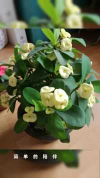 来微视，玩转互动视频。