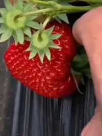草莓不可抗拒的味道，人见人爱！   
