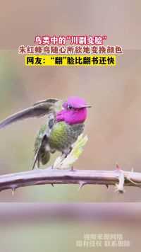 鸟类中的“川剧变脸”，朱红蜂鸟随心所欲地变换颜色，网友：“翻”脸比翻书还快