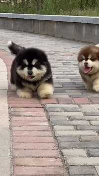兩个开心快乐的胖胖狗😄