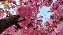 惊艳！西安高校600小时记录樱花绽放过程