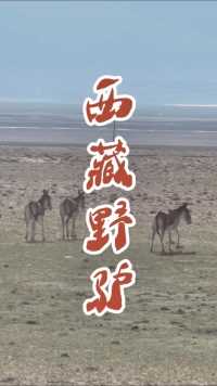 西藏野驴🤗…