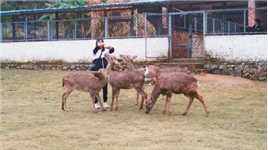 柳州市鹿寨县有个鹿鸣谷，里面有很多梅花鹿。鹿园不收门票，可以买饲料体验一下亲手喂梅花鹿，很开心。