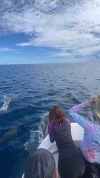 与海豚同行-龙目岛