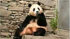福宝场地疑掉落不明物体，中国大熊猫中心回应，发布文明入园须知